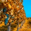 Mendoza