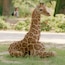 Frankfurt Zoo